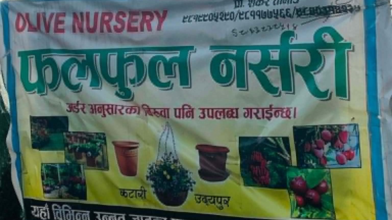 गुणस्तरीय बिरुवा उत्पादन सगै वार्षिक रुपमा लोभलाग्दो आम्दानी गर्दै ‘ओलिभ एण्ड फ्रुट्स नर्सरी’